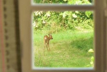 some visit in the garden !